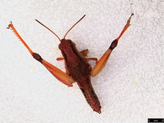 Phaulacridium vittatum