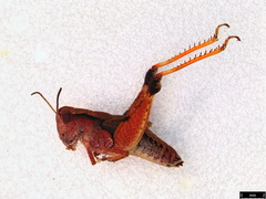 Phaulacridium vittatum