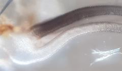 Simulium hirsutilateris