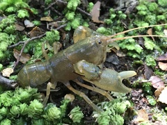 Ombrastacoides leptomerus