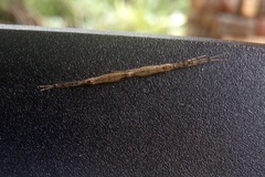 Styringomyia