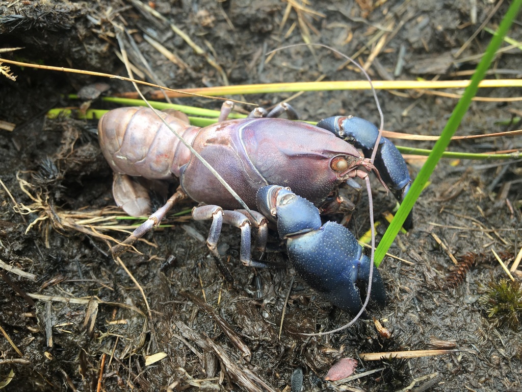 Geocharax tasmanicus