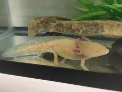 Ambystoma mexicanum