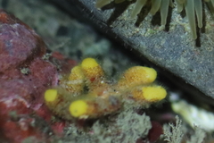 Heteropora pacifica