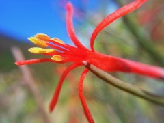 Psittacanthus sonorae