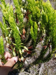 Erica plukenetii