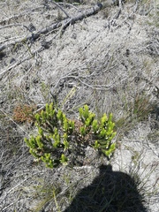 Erica plukenetii