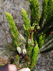 Erica plukenetii