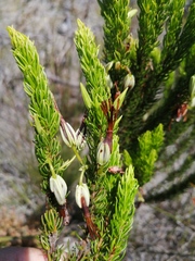 Erica plukenetii