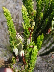 Erica plukenetii