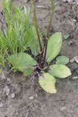 Alepidea