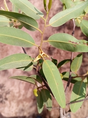 Xylopia bemarivensis