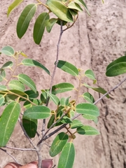 Xylopia bemarivensis