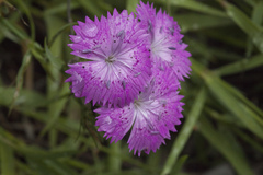 Dianthus caucaseus