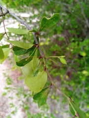 Terminalia boivinii
