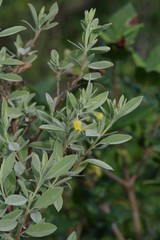 Hermannia hyssopifolia