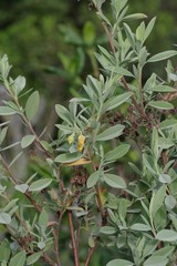 Hermannia hyssopifolia