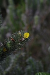 Aspalathus argyrophanes