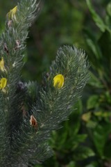 Aspalathus argyrophanes