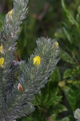 Aspalathus argyrophanes