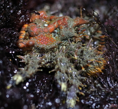 Phyllolithodes papillosus