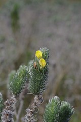 Aspalathus argyrophanes