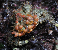 Phyllolithodes papillosus