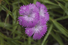 Dianthus caucaseus