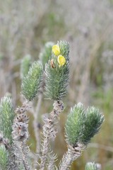 Aspalathus argyrophanes