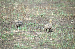 Pterocles gutturalis