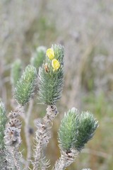 Aspalathus argyrophanes