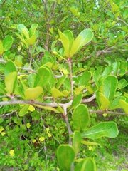 Terminalia boivinii