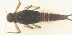 Demoreptus natalensis