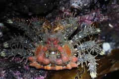 Phyllolithodes papillosus