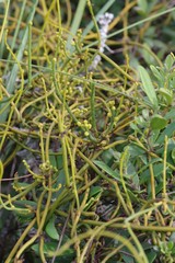 Cassytha ciliolata