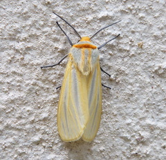 Afromurzinia lutescens