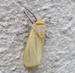 Afromurzinia lutescens