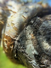 Psittacanthus sonorae