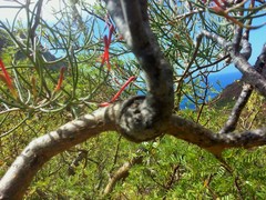 Psittacanthus sonorae