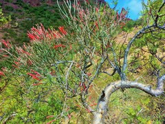 Psittacanthus sonorae