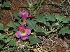 Harpagophytum zeyheri