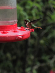 Selasphorus flammula