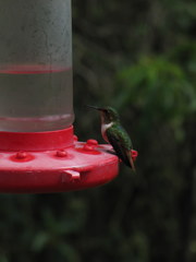 Selasphorus flammula