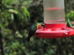 Lampornis