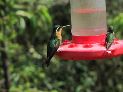 Lampornis