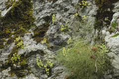 Peucedanum longifolium