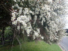 Leptospermum morrisonii