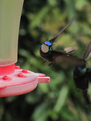 Lampornis