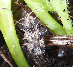Ammianus junodi