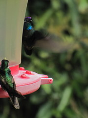 Lampornis